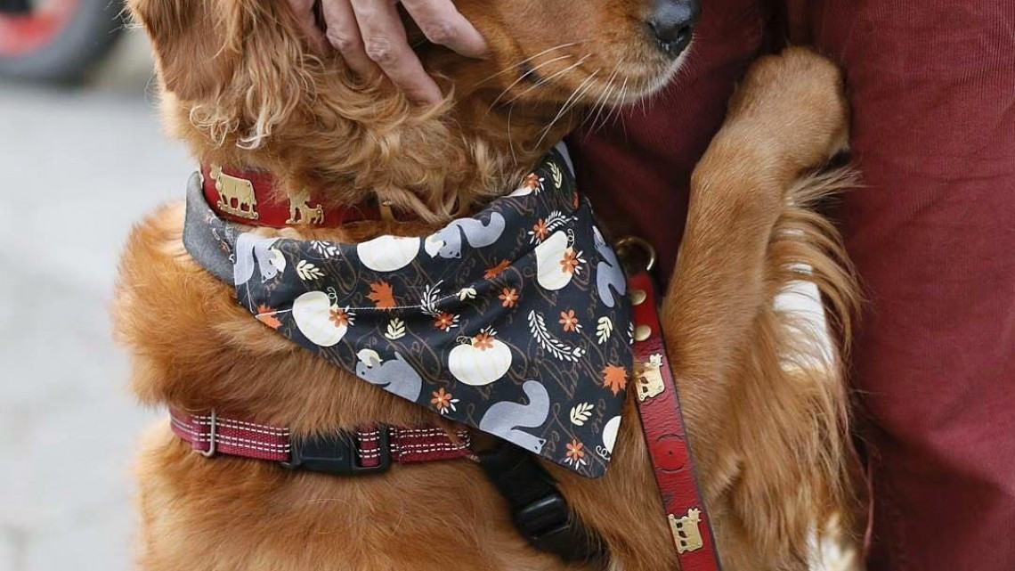 Perrita regala abrazos y se roba corazon de las personas 