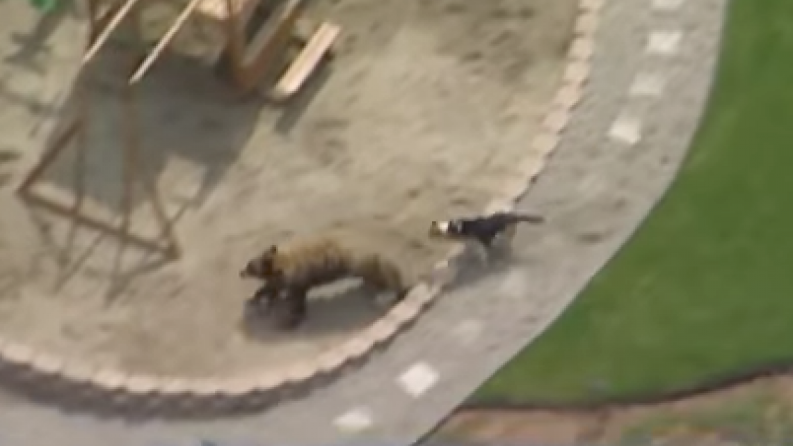 Can ahuyenta a oso en California