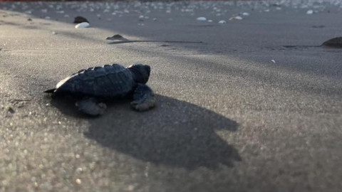 Concientiza Gobierno de Tamaulipas sobre importancia de las tortugas marinas.