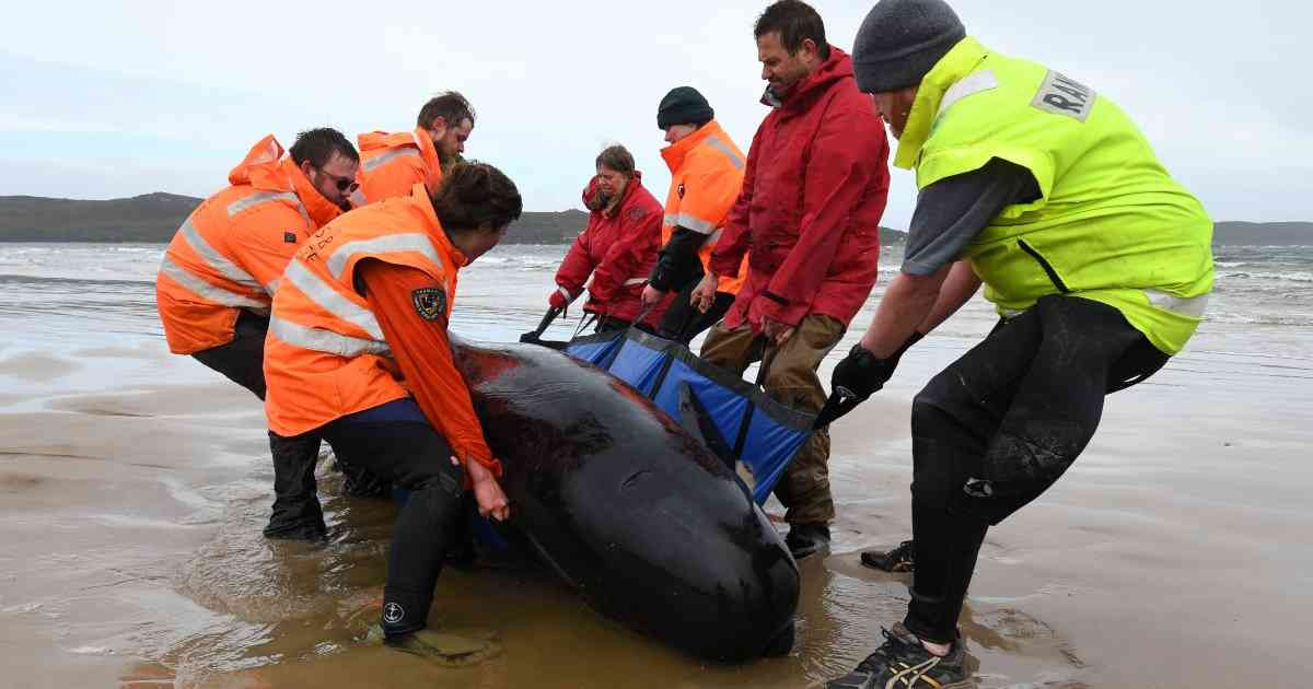Hallan muertas 380 ballenas piloto en Australia