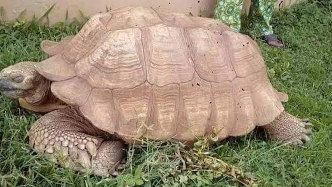 A los 344 años muere “Alagba”, la tortuga más vieja de África
