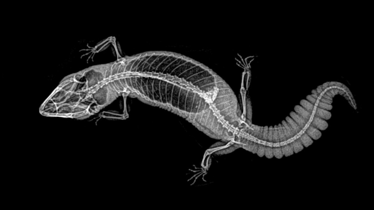 Estas radiografías te dejarán helado