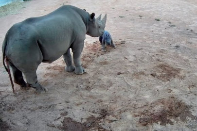 Nace en Australia rinoceronte negra, una de las especies en peligro de extinción