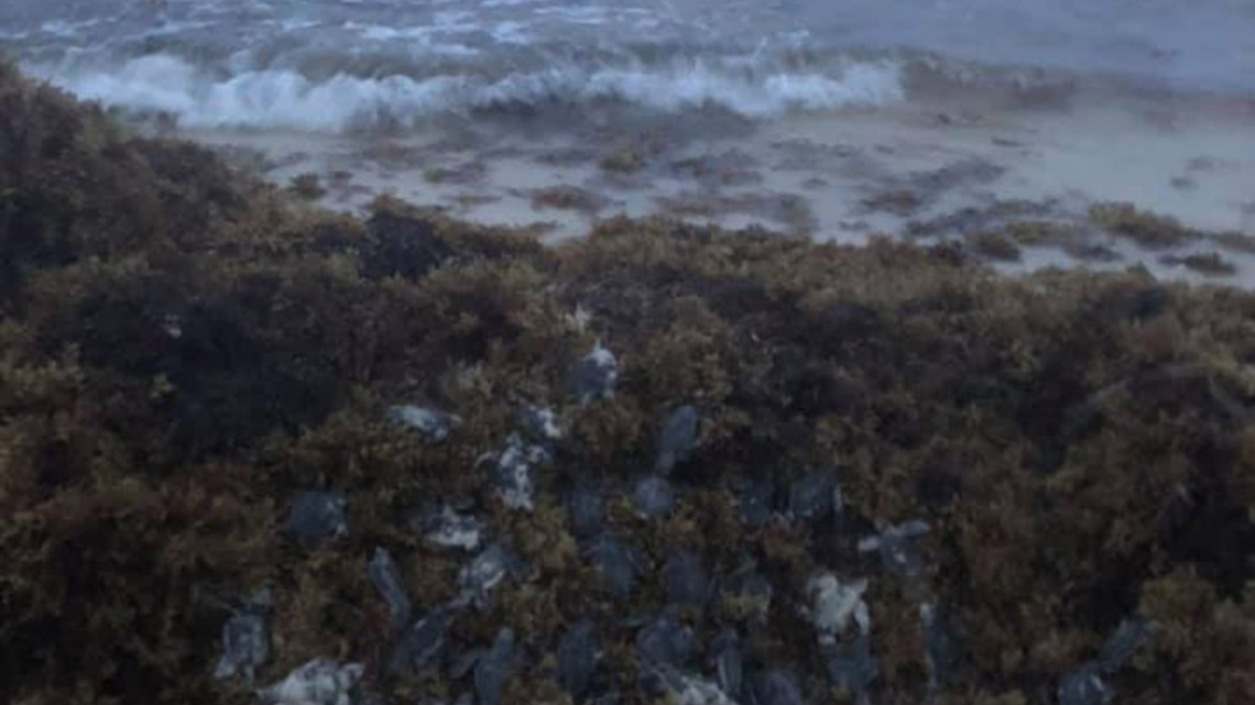 Sargazo provoca muerte de tortugas