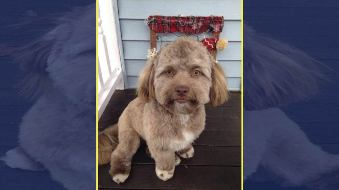 ¿Un perrito con cara de humano?