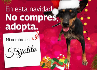 Invitan a adoptar mascotas 
