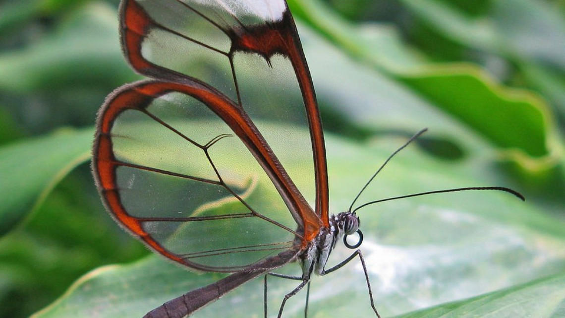 Animales transparentes que parecen fantásticos pero no lo son