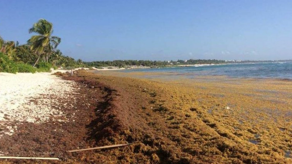 Continua sargazo en costas mexicanas, prevén aumento