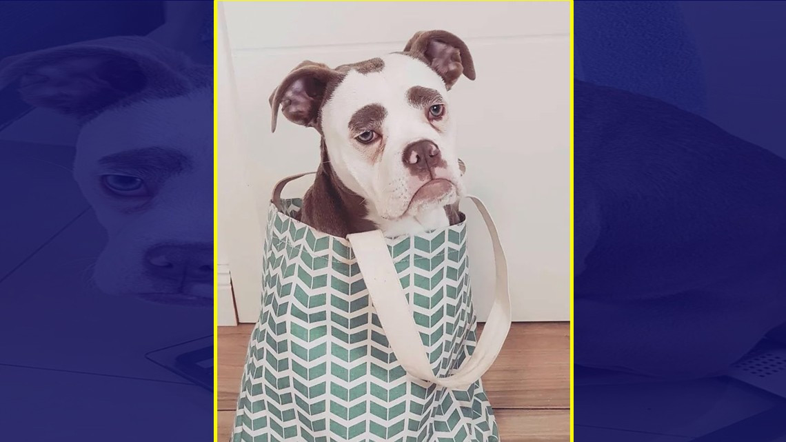 La perrita más "triste" de Internet