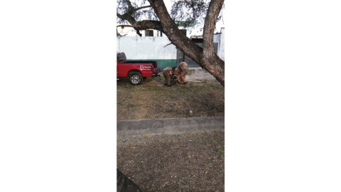 Cocodrilo sembraba el terror en colonias aledañas al Carpintero