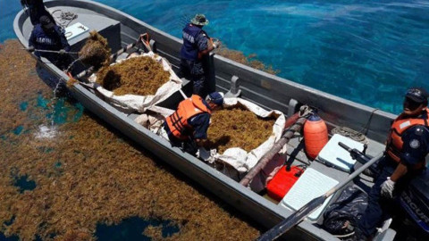 Más de 6 mil toneladas de sargazo recolectadas en Quintana Roo
