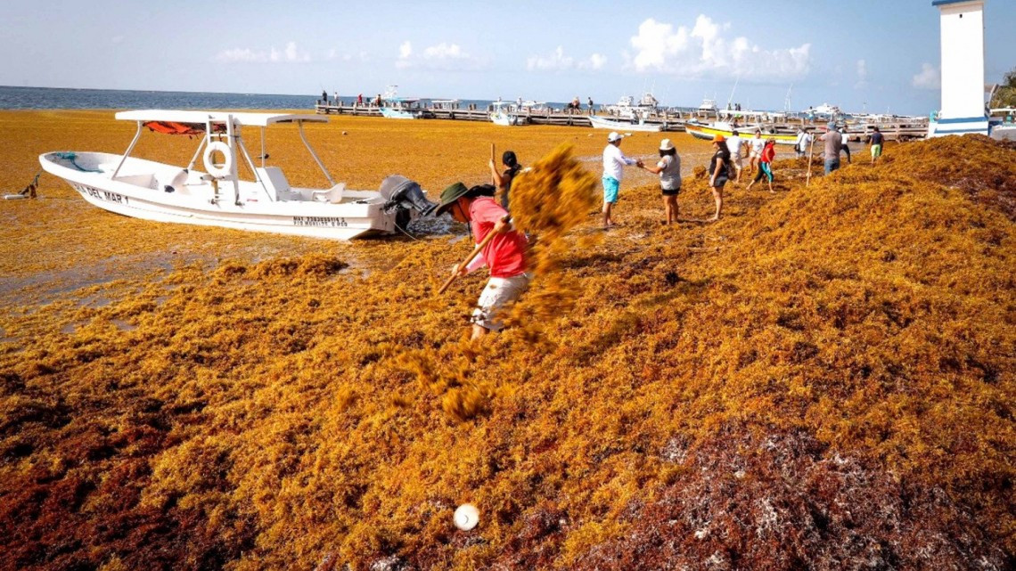Continua sargazo en costas mexicanas, prevén aumento