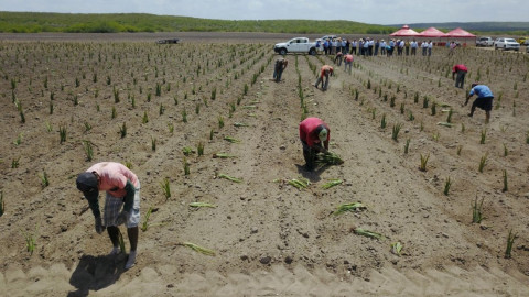Incrementarán sus ingresos productores agrícolas