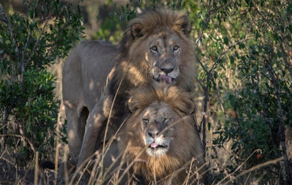 Leones gays generan controversia en Kenia