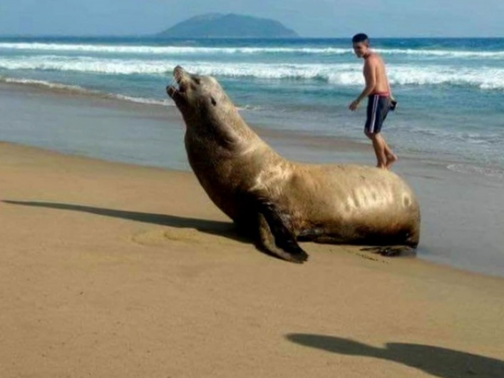 Sorprende visita de lobo marino a Acapulco