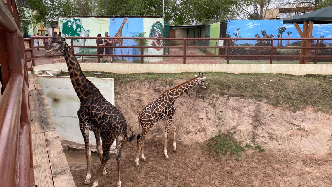 Capibara y Jirafa los favoritos en el Zoo 