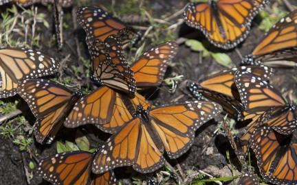 Abre santuario de la mariposa monarca en Michoacán