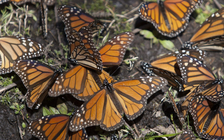 Abre santuario de la mariposa monarca en Michoacán