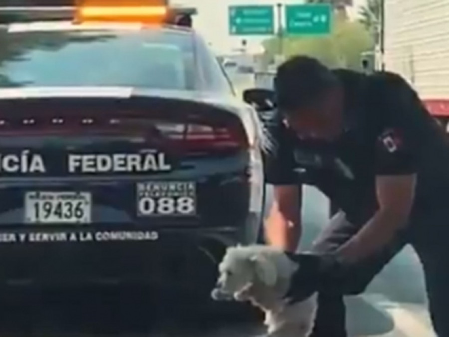 Rescatan french poodle en carretera