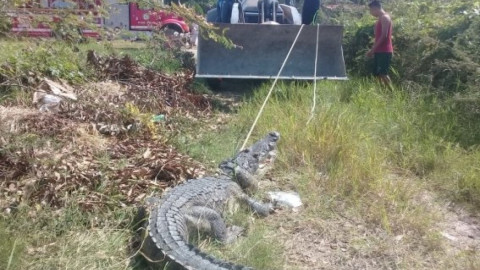 Capturan a enorme cocodrilo de más de 3 metros en Altamira
