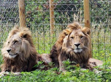 Cuatro leones de un zoológico de Barcelona se contagian de Covid-19