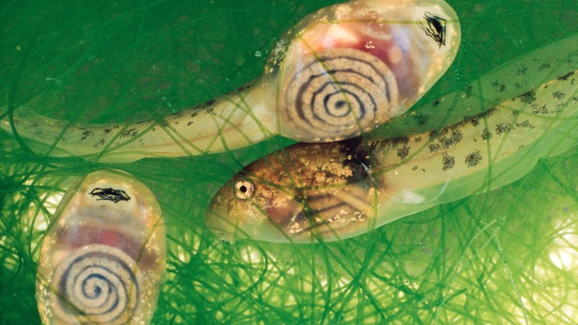 Animales transparentes que parecen fantásticos pero no lo son