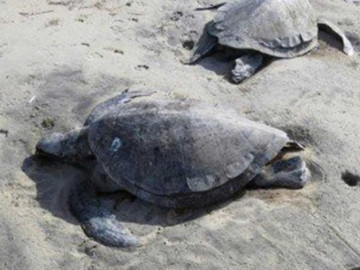 Encuentran 10 tortugas muertas en Tecpan, Guerrero