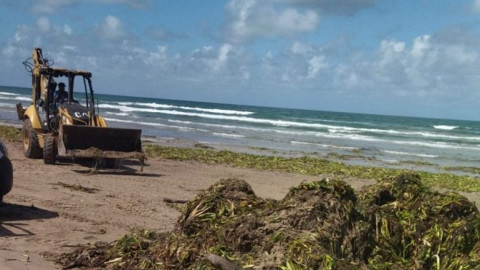 Contribuye Turismo con maquinaria para limpieza de lirio en playa Miramar