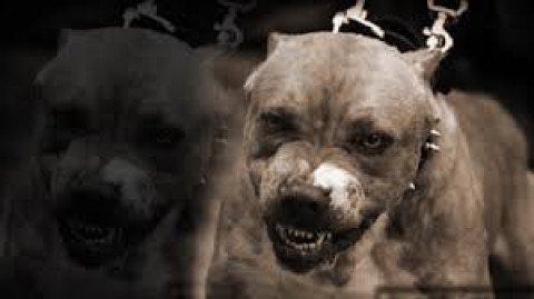 Perros Pitbull ataca a recién nacida en Nuevo León