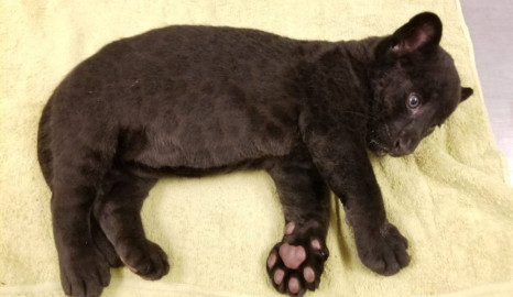 Buscan nombre a jaguar del zoológico de Culiacán 