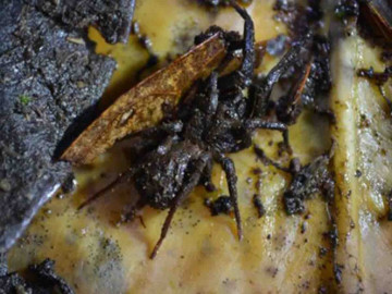 Descubren temible araña y la bautizan como soldado de “Star Wars”