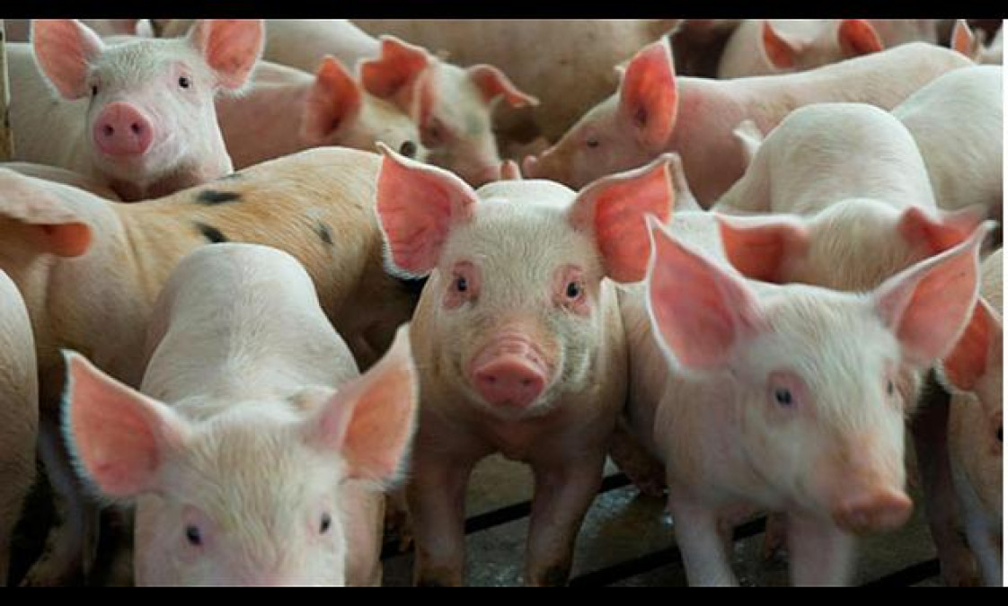 Sacrifican a mil 500 cerdos ante un posible brote de peste porcina