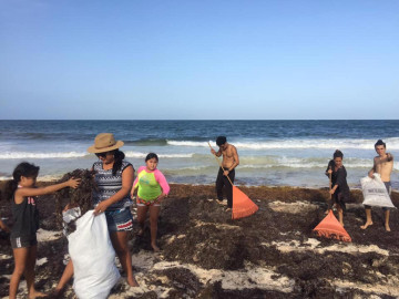 Limpian sargazo en Tulum