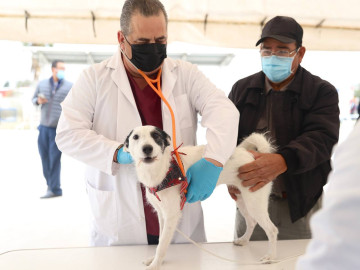 Alcaldesa Carmen Lilia comprometida con la salud de los animales