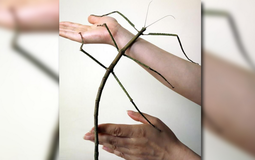 Encuentran al insecto más grande del mundo