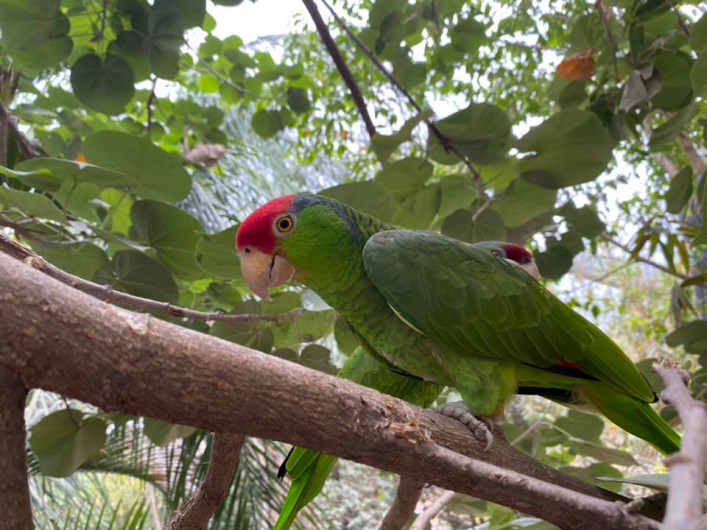 Gobierno de Tamaulipas promueve conservación de  la Guacamaya verde (Ara Militaris).