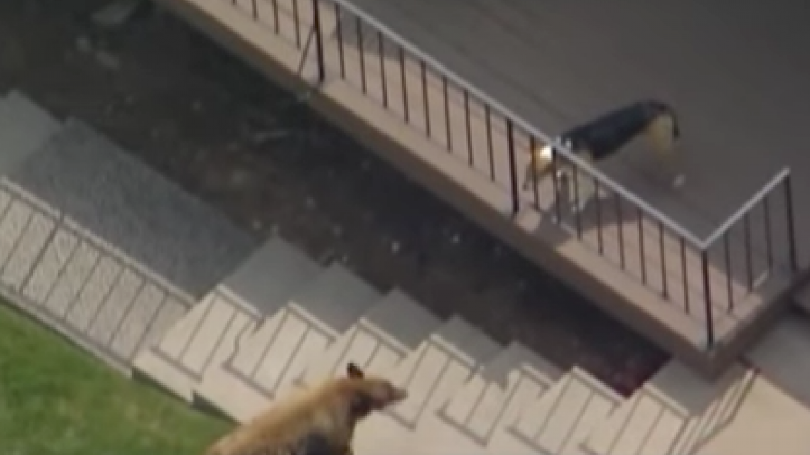 Can ahuyenta a oso en California