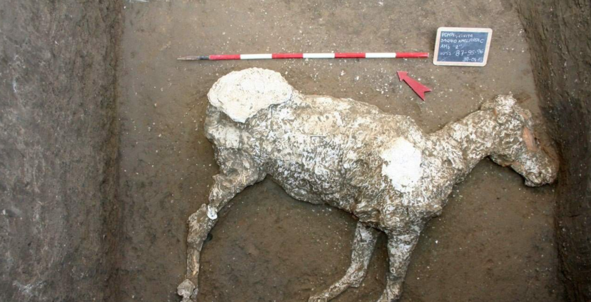 Hallan restos de un caballo en ruinas de Pompeya