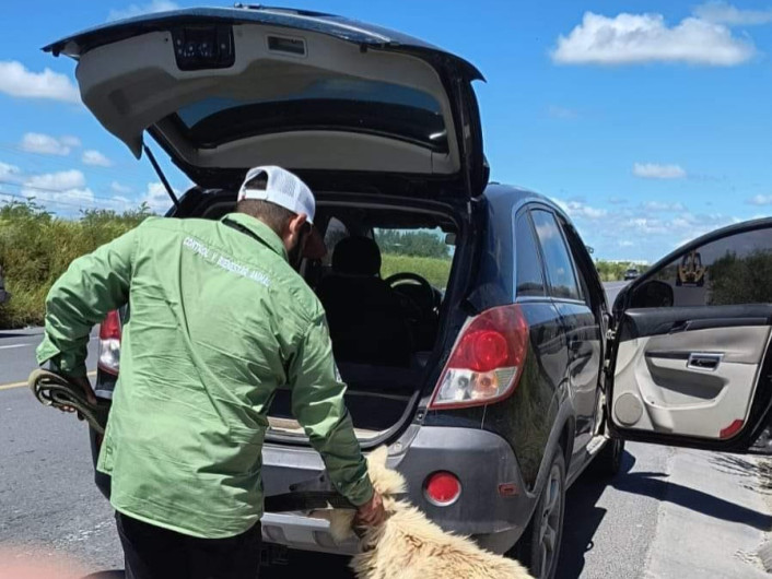Lograron ciudadana compasiva y Gobierno de Carlos Peña Ortiz rescate de animal de compañía