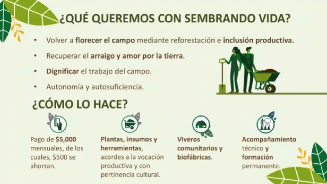 Anuncia AMLO inicio del programa “Sembrando Vida”