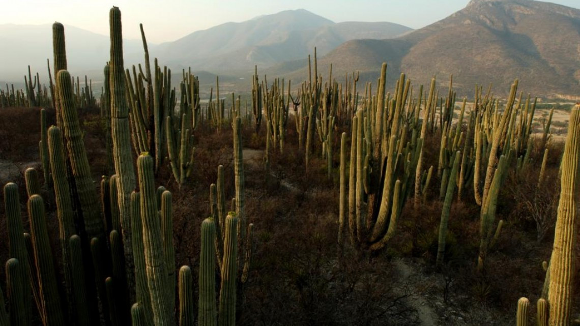 Declaran Valle de Tehuacán-Cuicatlán en la Lista del Patrimonio Mundial