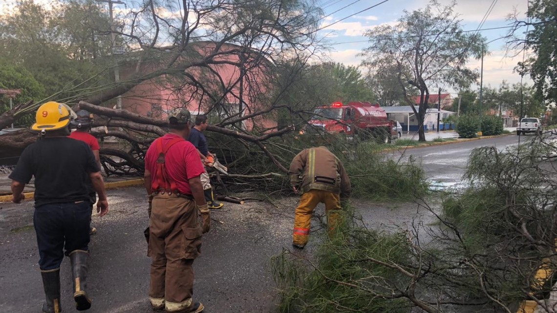 Fuerte lluvia deja 14 árboles caídos en Victoria