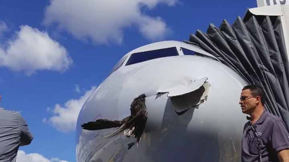 Ave impacta con avión en pleno vuelo