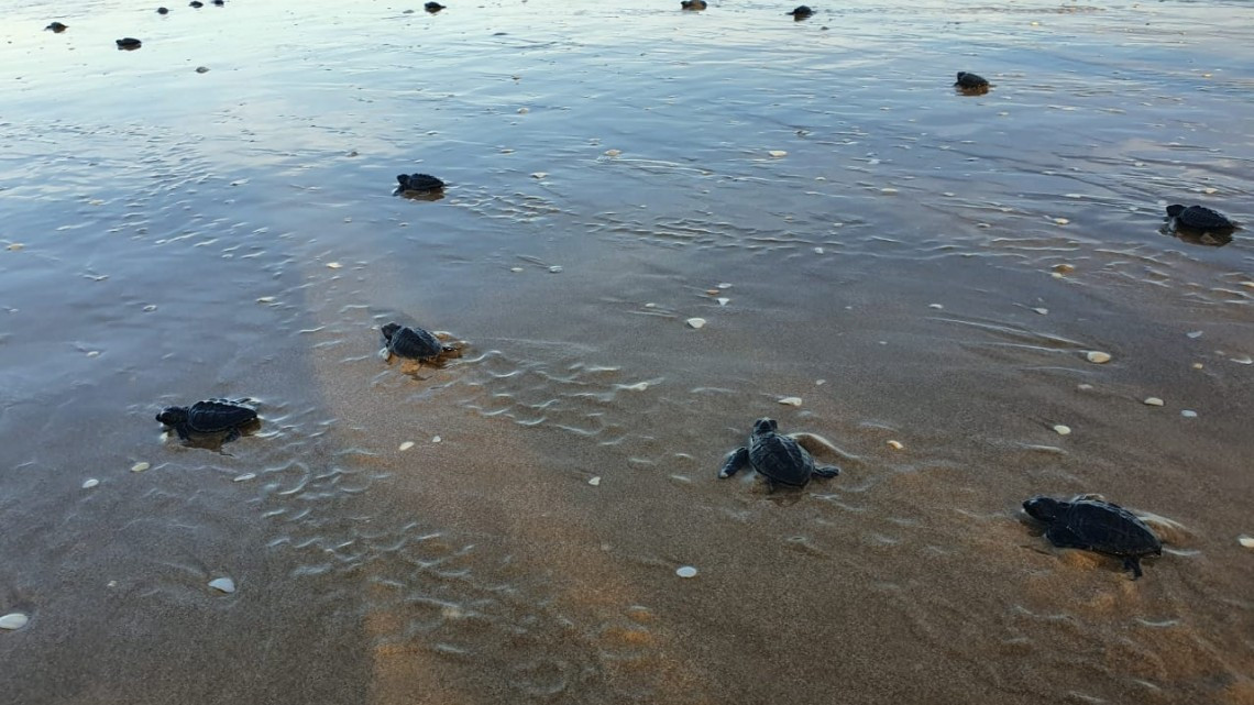 Despide Tamaulipas a la Tortuga Lora