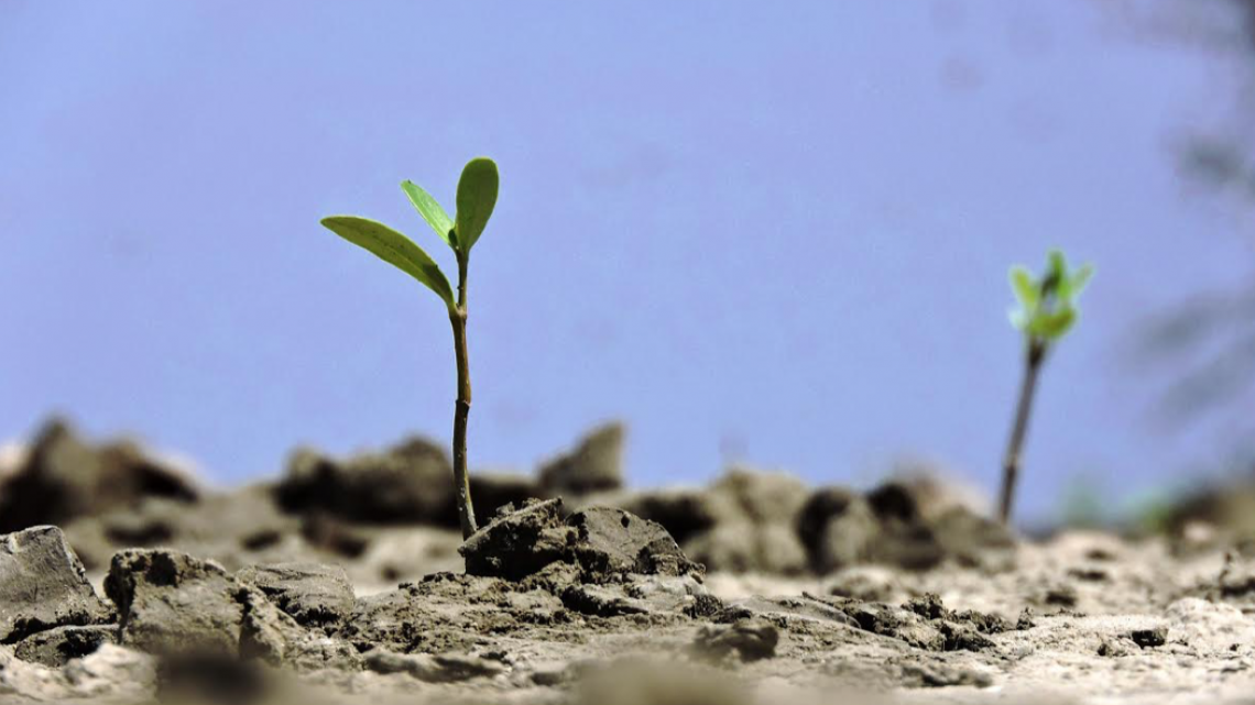 Refuerza Gobierno de Tamaulipas recuperación de ecosistemas de manglar