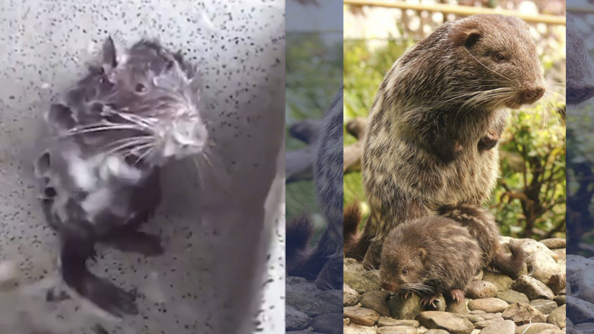 Este animalito no es una rata