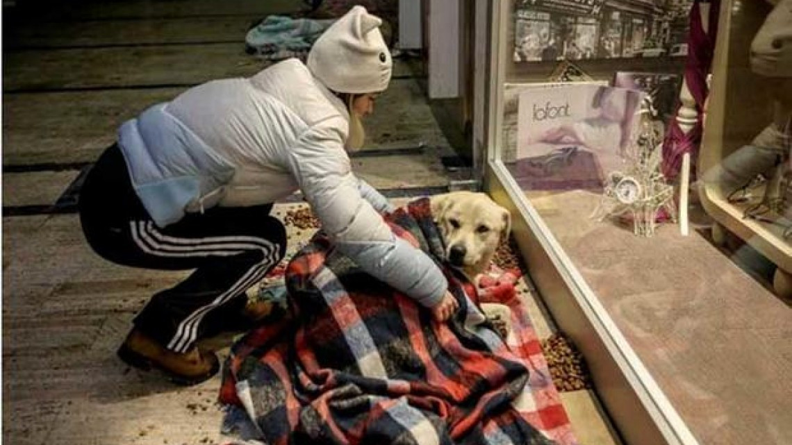 En Turquía, un centro comercial abre sus puertas a perritos callejeros por frío