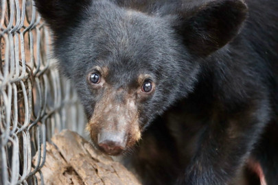 Atiende Comisión de Parques reportes de avistamientos de fauna silvestre