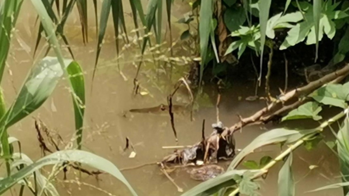 Reportan avistamiento de cocodrilos en el Río San Marcos 