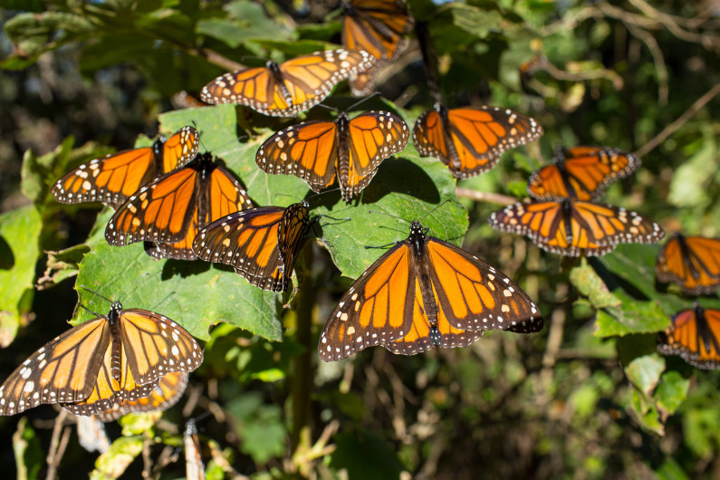Michoacán listo para arribo de mariposa monarca